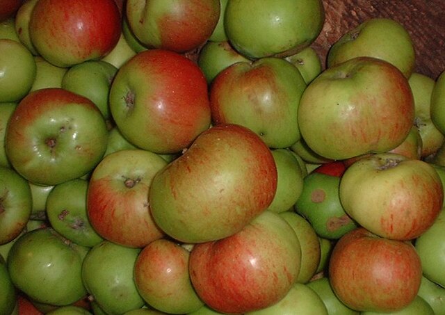 Photograph of Bramley apples