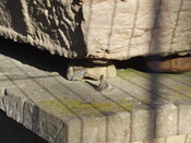 Sarcophagus 150m E of Church of St John, Perlethorpe