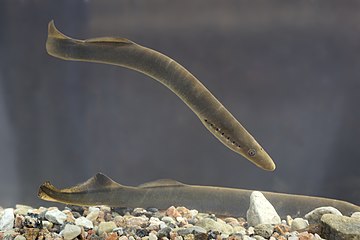 Photograph of European river lampreys