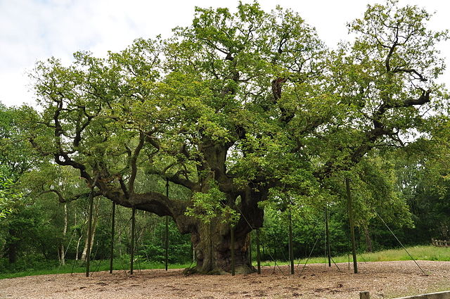 Photograph of the Major Oak, Sherwood Forest